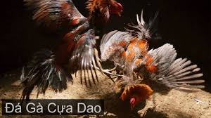 Giới thiệu về đá gà cựa dao