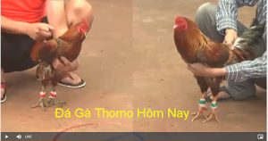 Gà đá trực tiếp Thomo mang lại cho bạn niềm vui và cơ hội kiếm tiền thú vị