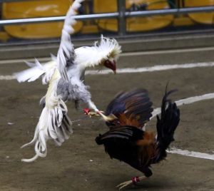 Đá gà cựa dao Philippines là một trò chơi đánh bạc trực tuyến phổ biến, mang trong mình những nét đặc trưng văn hóa và giải trí của Philippines.